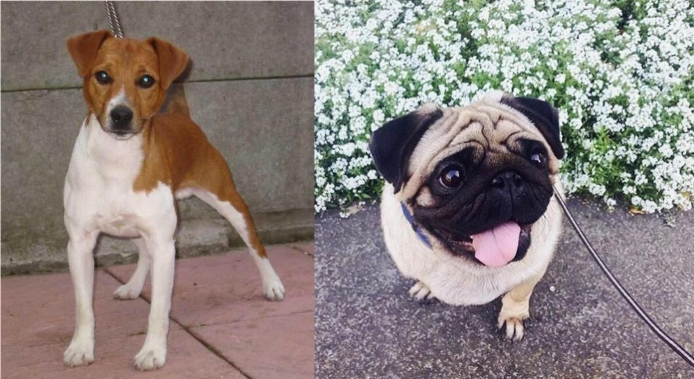 Pug vs Plummer Terrier - Breed Comparison