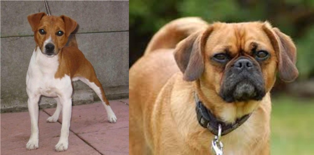Pugalier vs Plummer Terrier - Breed Comparison