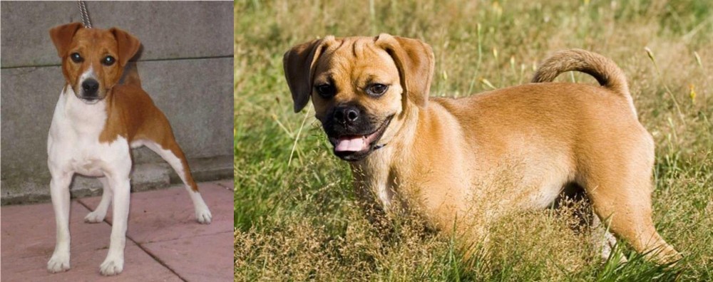 Puggle vs Plummer Terrier - Breed Comparison