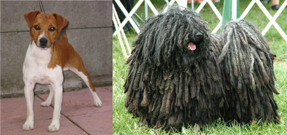 Puli vs Plummer Terrier - Breed Comparison