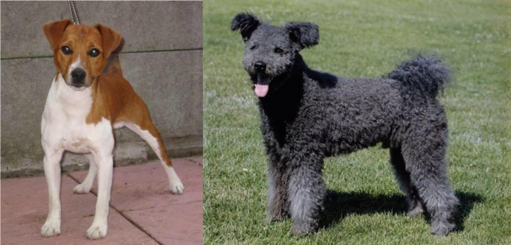 Pumi vs Plummer Terrier - Breed Comparison