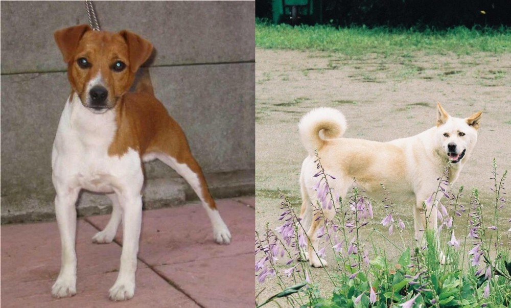 Pungsan Dog vs Plummer Terrier - Breed Comparison