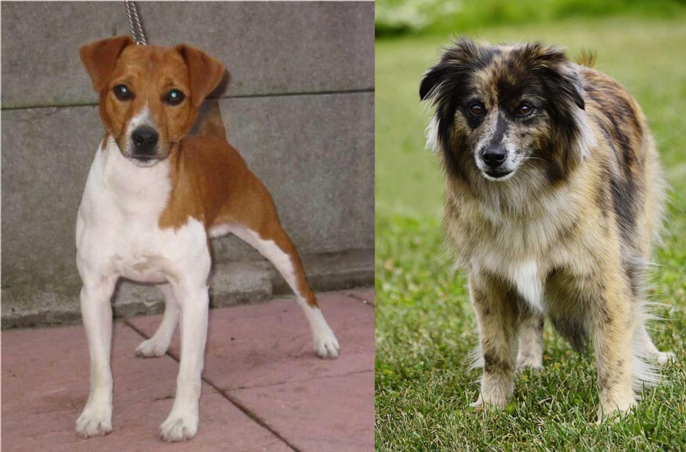 Pyrenean Shepherd vs Plummer Terrier - Breed Comparison