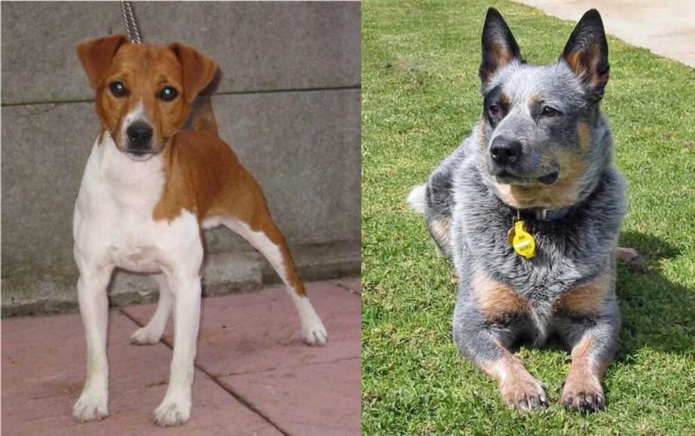 Queensland Heeler vs Plummer Terrier - Breed Comparison