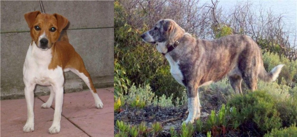 Rafeiro do Alentejo vs Plummer Terrier - Breed Comparison