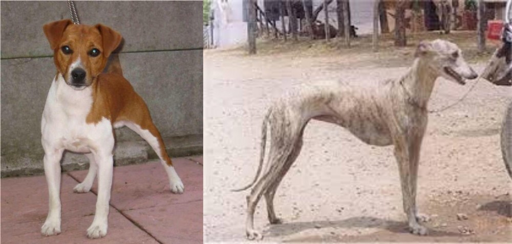 Rampur Greyhound vs Plummer Terrier - Breed Comparison