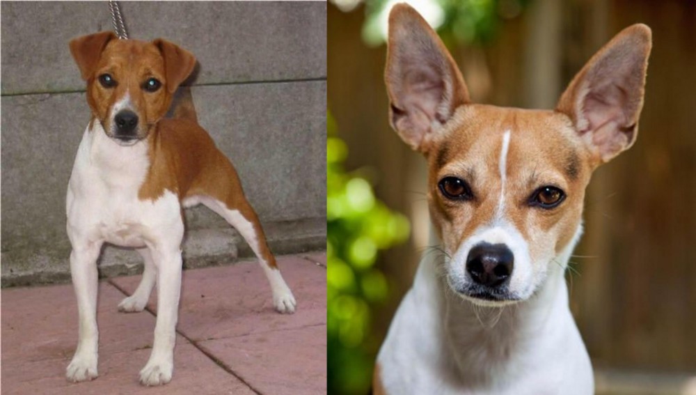 Rat Terrier vs Plummer Terrier - Breed Comparison