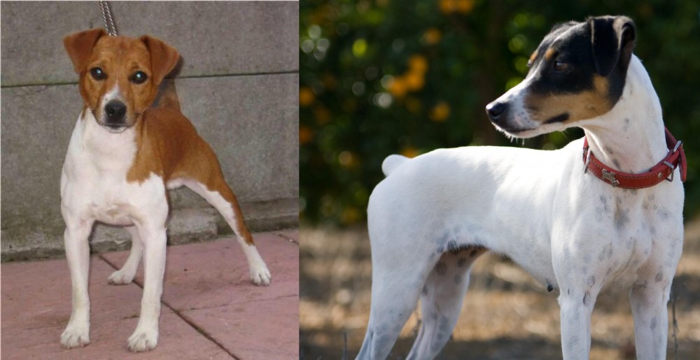 Ratonero Bodeguero Andaluz vs Plummer Terrier - Breed Comparison