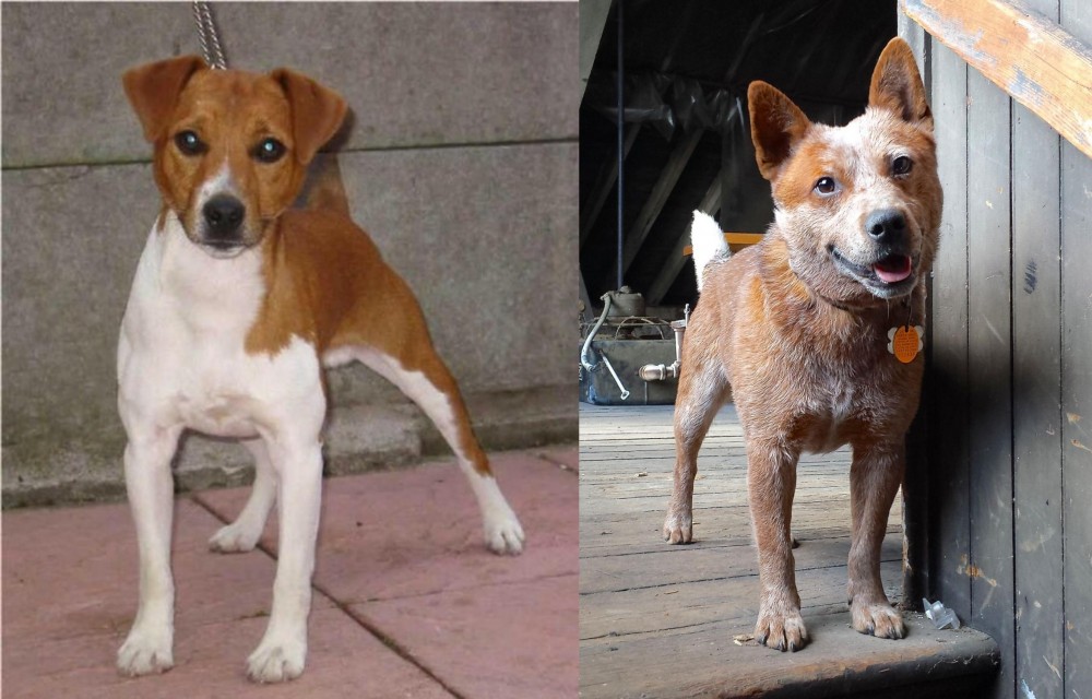 Red Heeler vs Plummer Terrier - Breed Comparison