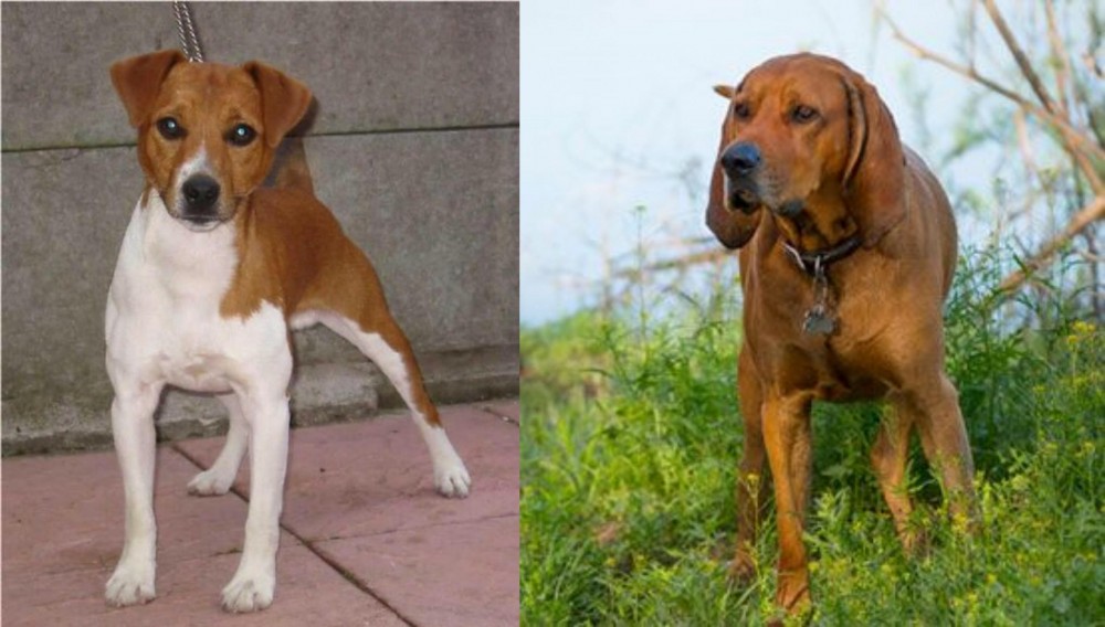 Redbone Coonhound vs Plummer Terrier - Breed Comparison