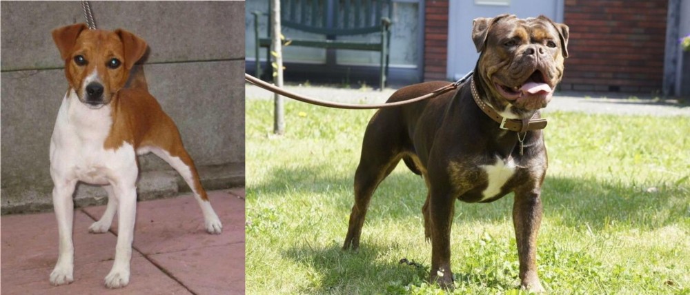Renascence Bulldogge vs Plummer Terrier - Breed Comparison