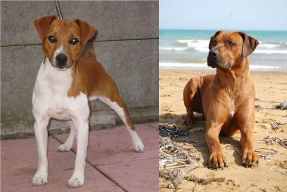 Rhodesian Ridgeback vs Plummer Terrier - Breed Comparison