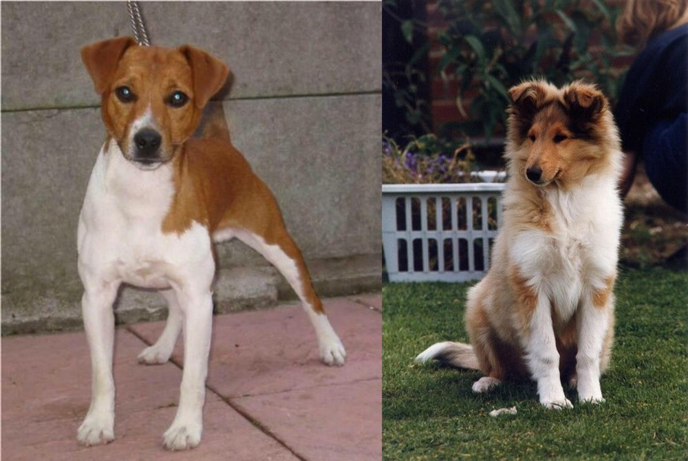 Rough Collie vs Plummer Terrier - Breed Comparison
