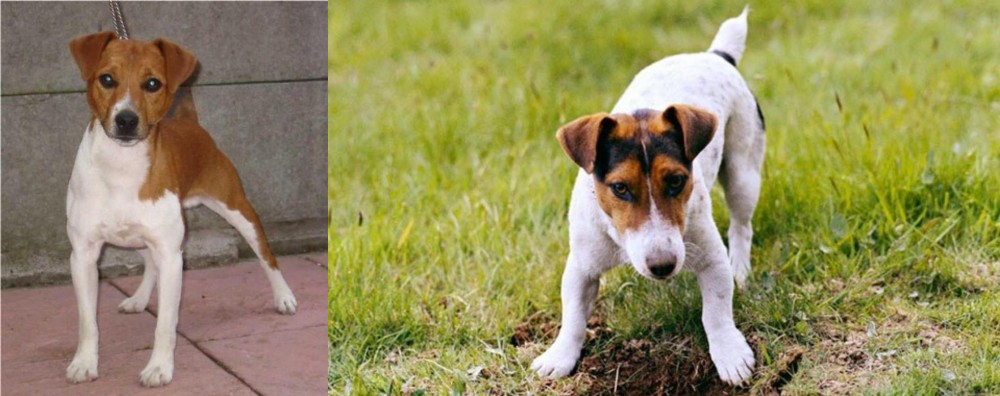 Russell Terrier vs Plummer Terrier - Breed Comparison