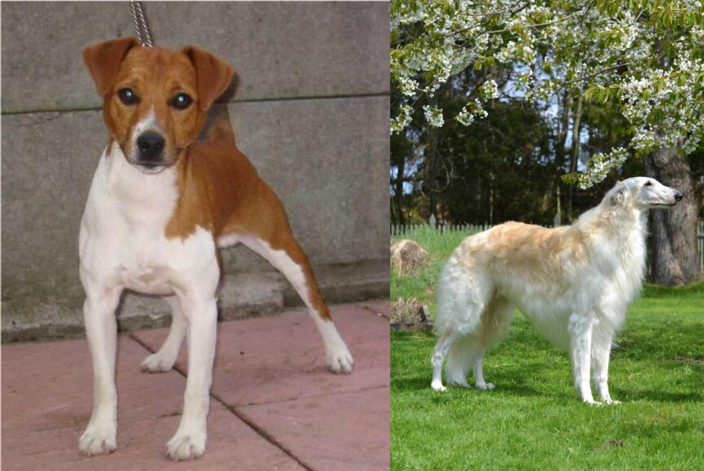 Russian Hound vs Plummer Terrier - Breed Comparison