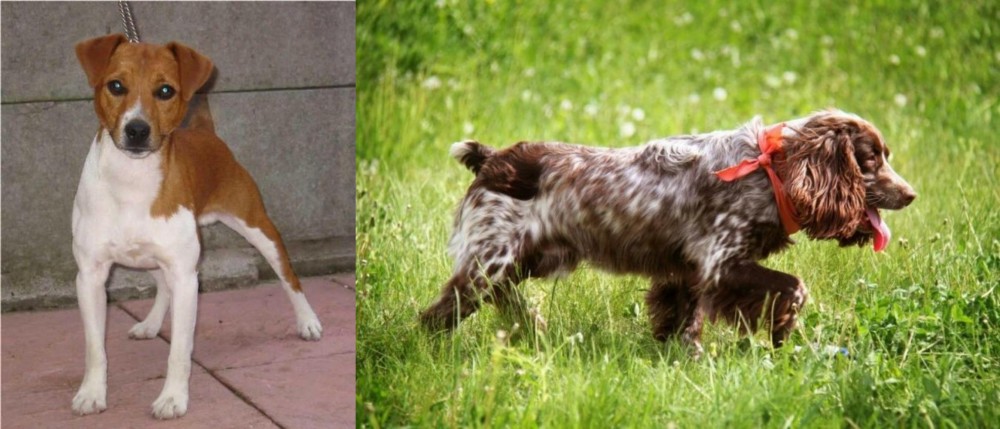 Russian Spaniel vs Plummer Terrier - Breed Comparison