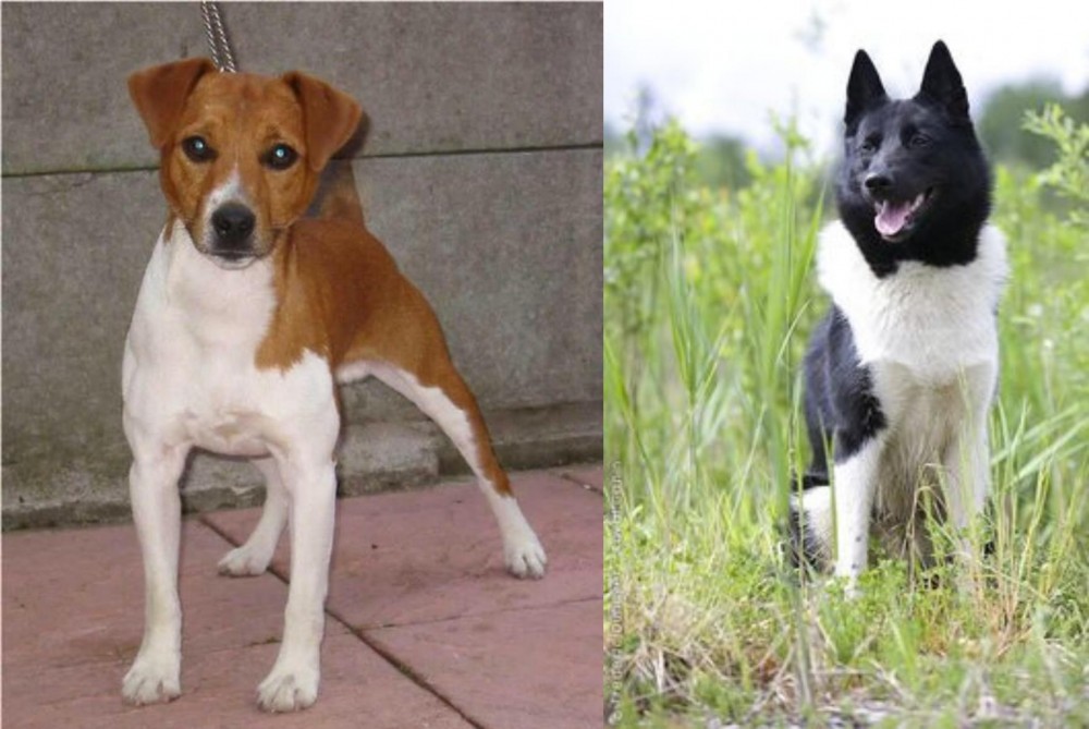 Russo-European Laika vs Plummer Terrier - Breed Comparison