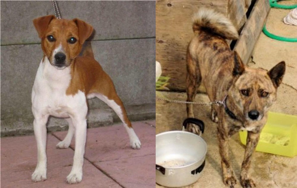 Ryukyu Inu vs Plummer Terrier - Breed Comparison