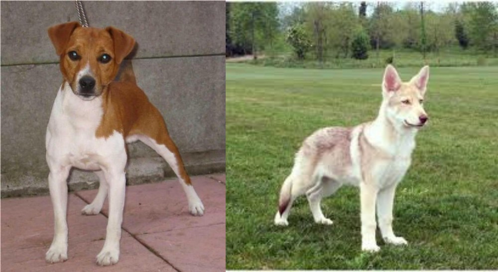 Saarlooswolfhond vs Plummer Terrier - Breed Comparison