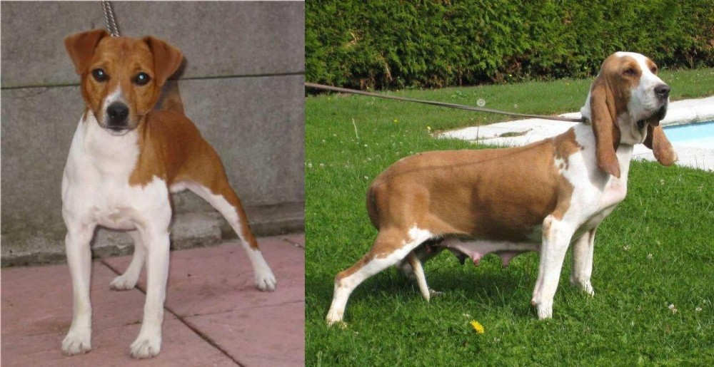 Sabueso Espanol vs Plummer Terrier - Breed Comparison