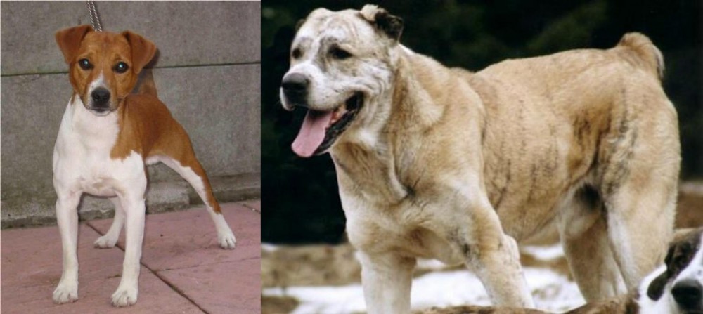 Sage Koochee vs Plummer Terrier - Breed Comparison