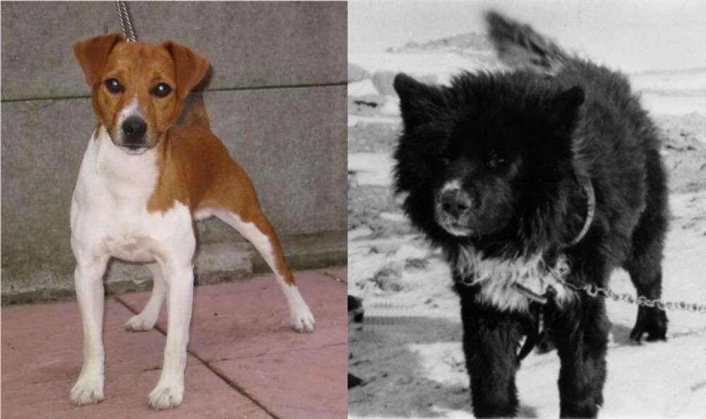 Sakhalin Husky vs Plummer Terrier - Breed Comparison
