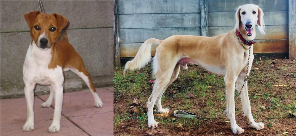 Saluki vs Plummer Terrier - Breed Comparison