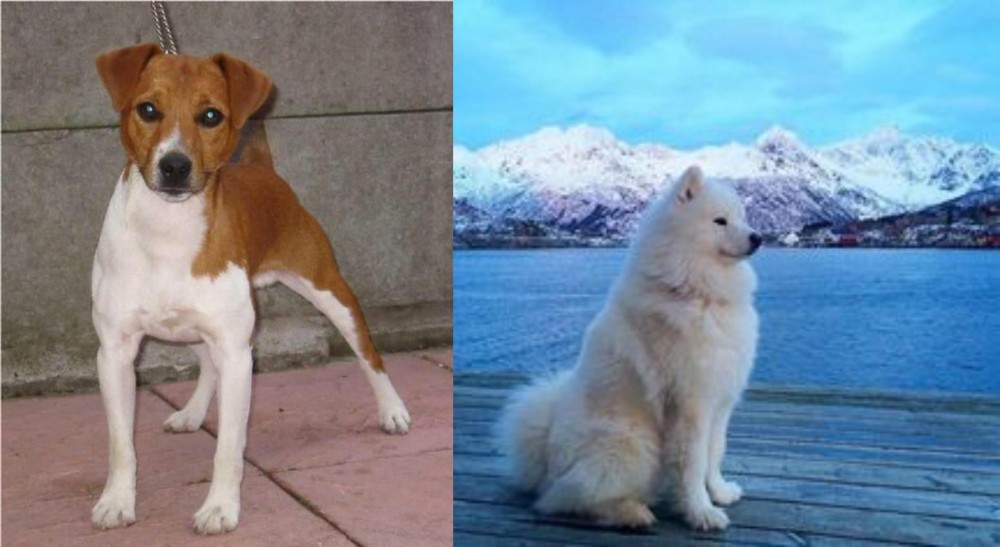 Samoyed vs Plummer Terrier - Breed Comparison