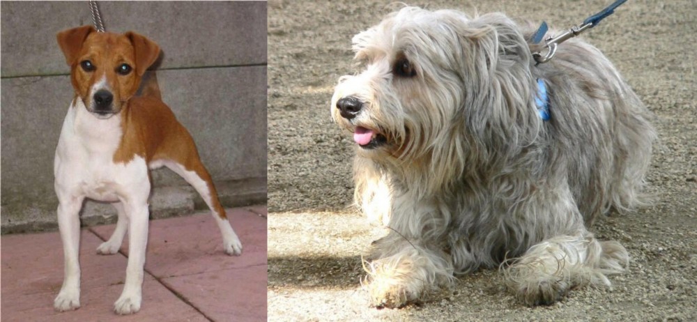 Sapsali vs Plummer Terrier - Breed Comparison