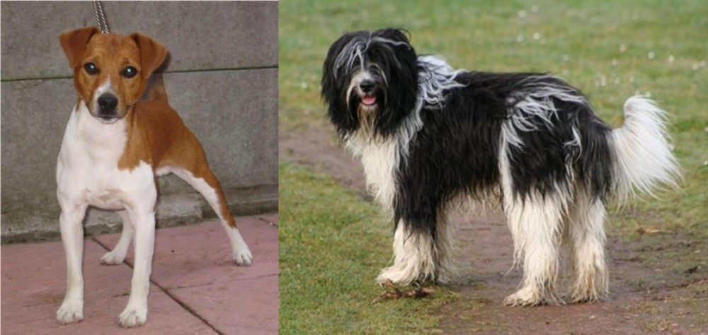 Schapendoes vs Plummer Terrier - Breed Comparison