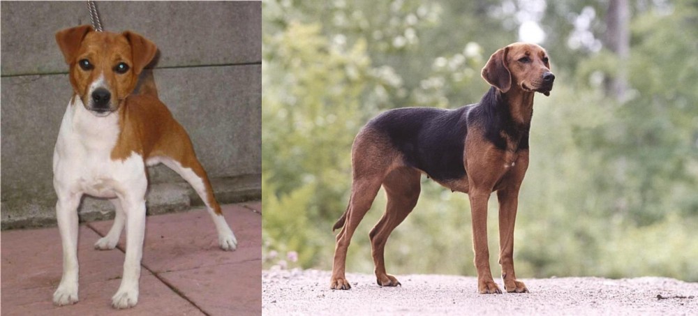 Schillerstovare vs Plummer Terrier - Breed Comparison