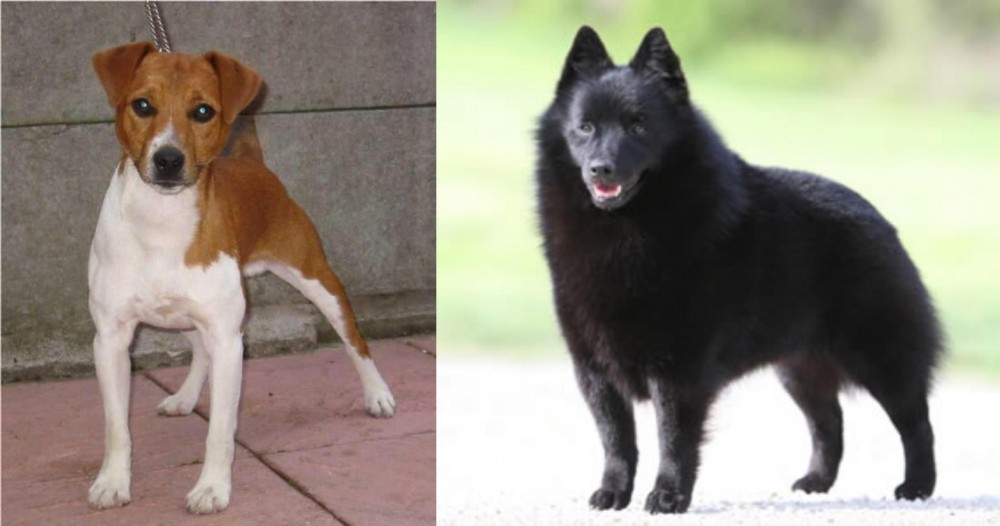 Schipperke vs Plummer Terrier - Breed Comparison