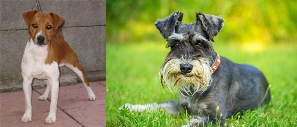 Schnauzer vs Plummer Terrier - Breed Comparison