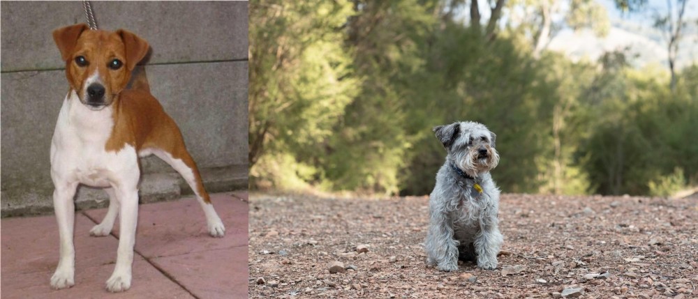 Schnoodle vs Plummer Terrier - Breed Comparison