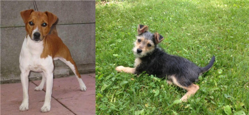 Schnorkie vs Plummer Terrier - Breed Comparison