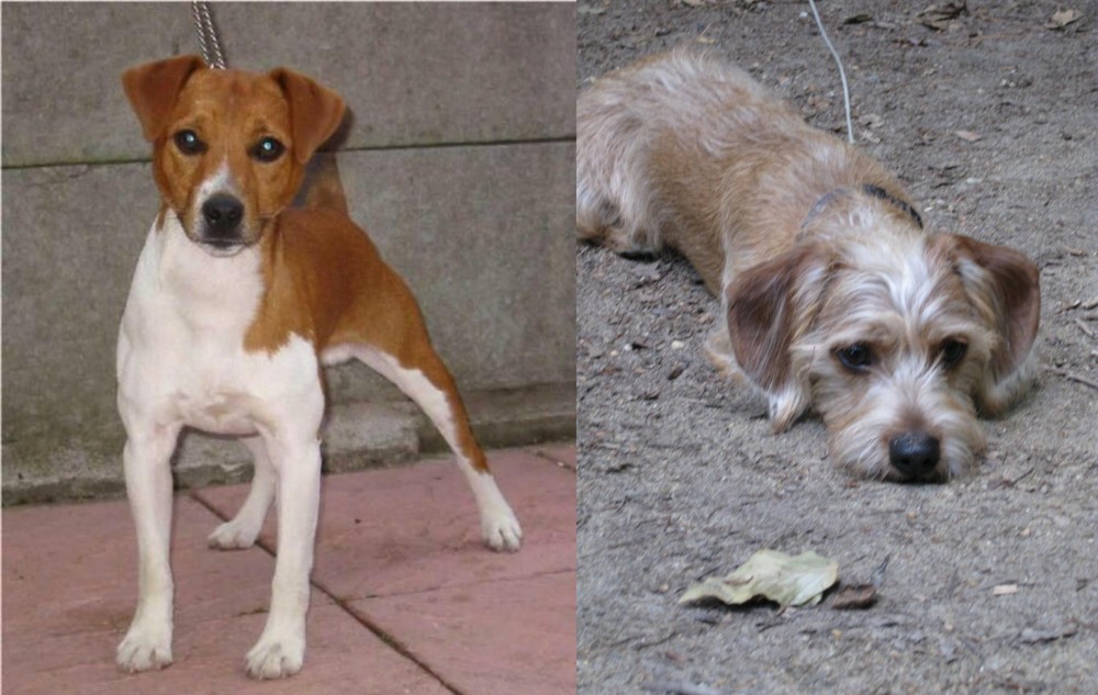 Schweenie vs Plummer Terrier - Breed Comparison