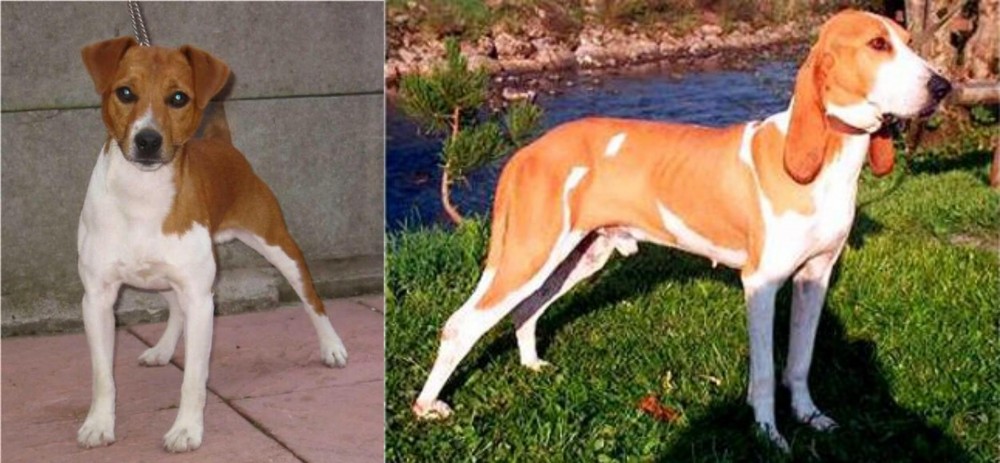 Schweizer Laufhund vs Plummer Terrier - Breed Comparison