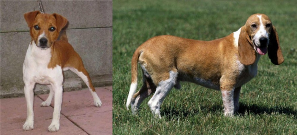 Schweizer Niederlaufhund vs Plummer Terrier - Breed Comparison