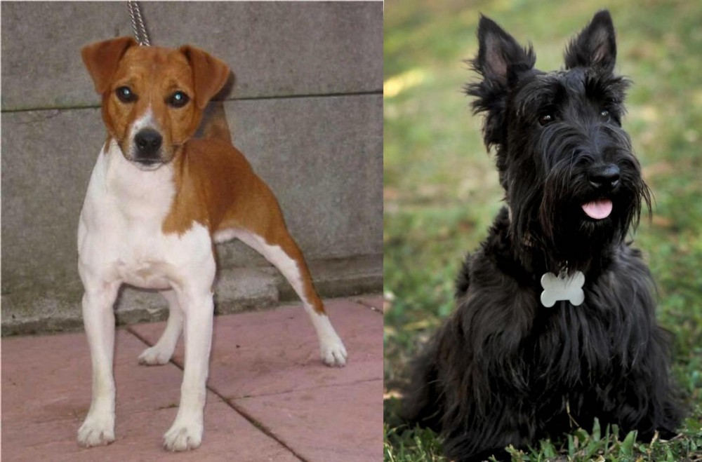 Scoland Terrier vs Plummer Terrier - Breed Comparison