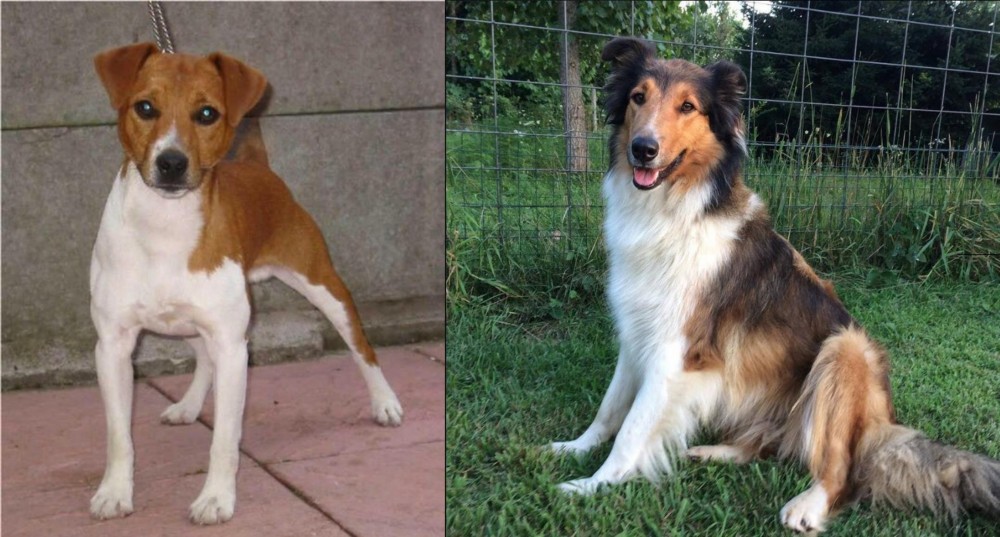 Scotch Collie vs Plummer Terrier - Breed Comparison
