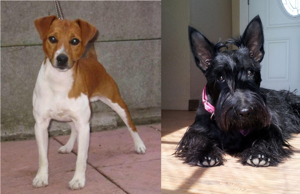 Scottish Terrier vs Plummer Terrier - Breed Comparison