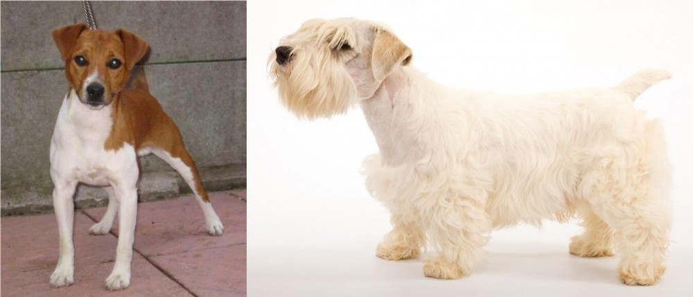 Sealyham Terrier vs Plummer Terrier - Breed Comparison