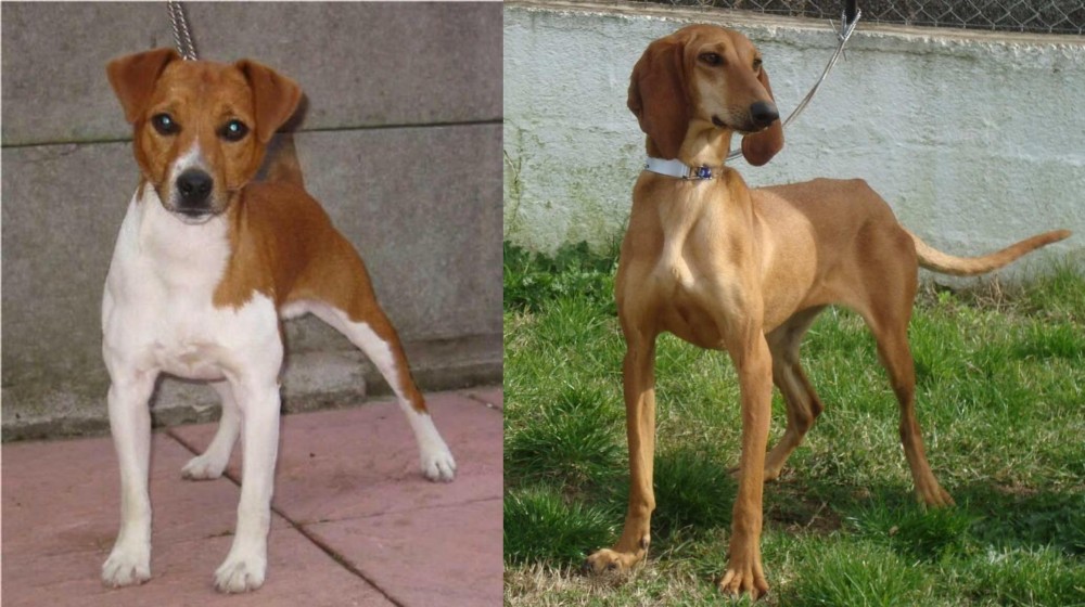 Segugio Italiano vs Plummer Terrier - Breed Comparison