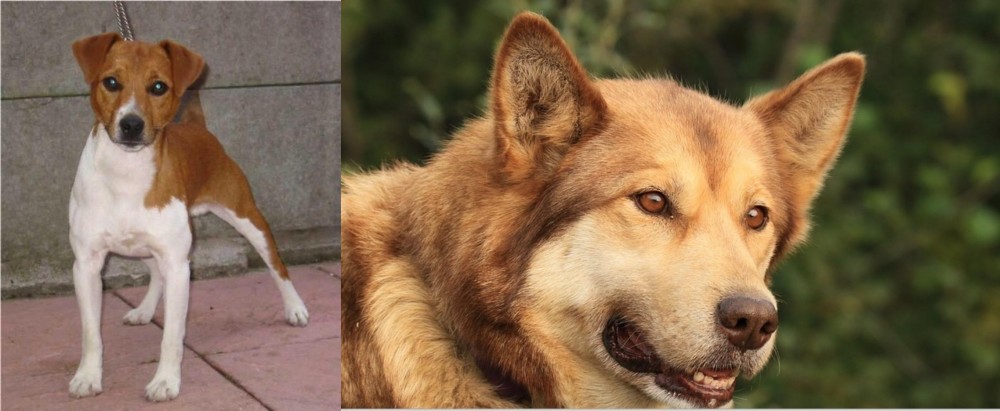 Seppala Siberian Sleddog vs Plummer Terrier - Breed Comparison