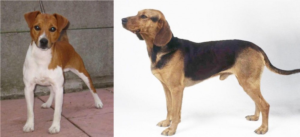 Serbian Hound vs Plummer Terrier - Breed Comparison