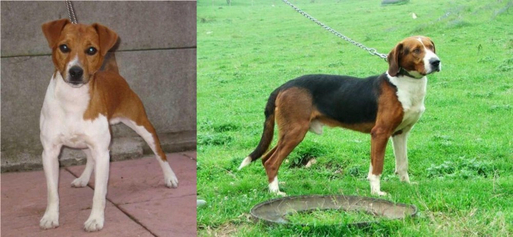 Serbian Tricolour Hound vs Plummer Terrier - Breed Comparison