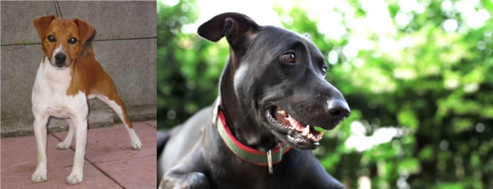 Shepard Labrador vs Plummer Terrier - Breed Comparison
