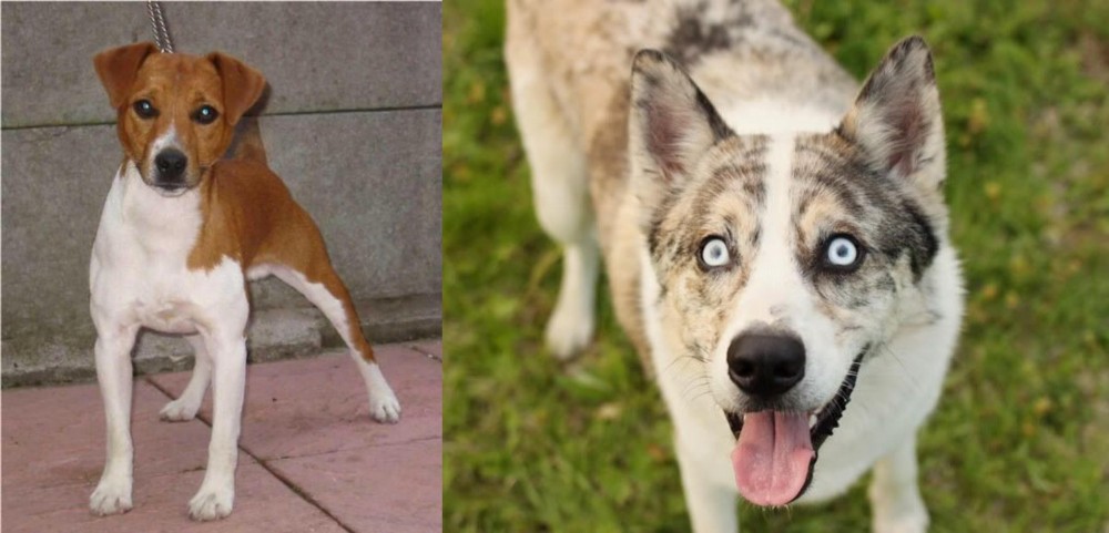 Shepherd Husky vs Plummer Terrier - Breed Comparison