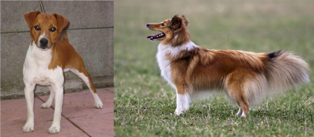 Shetland Sheepdog vs Plummer Terrier - Breed Comparison