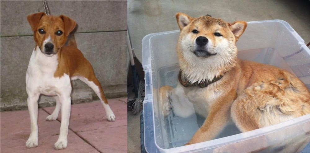 Shiba Inu vs Plummer Terrier - Breed Comparison